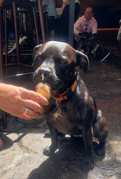 Doggy Ice-Cream