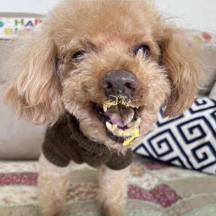 Dog eating from a small birthday cake with candles on a table.