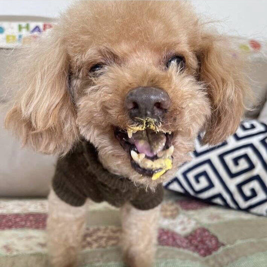 Dog eating from a small birthday cake with candles on a table.